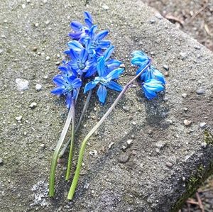 Meet your Posher, Rivkah